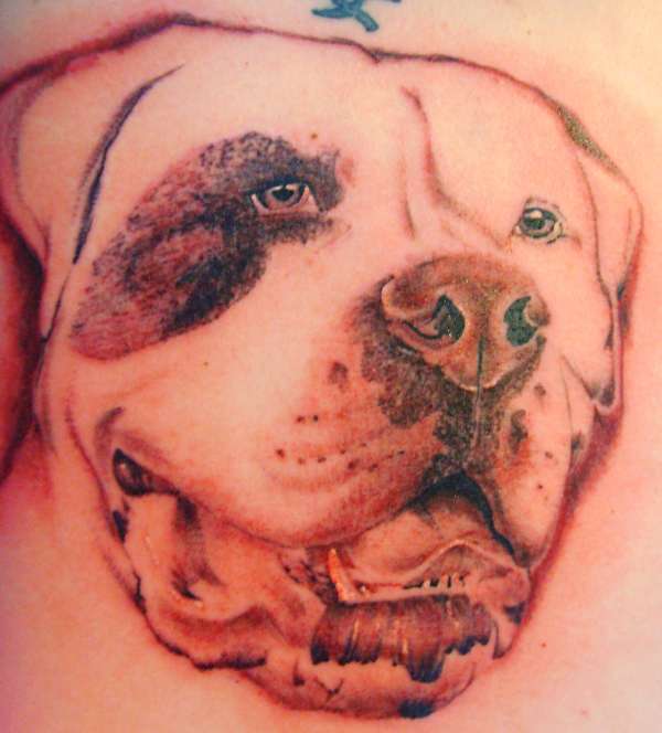 American Bulldog Tattoo