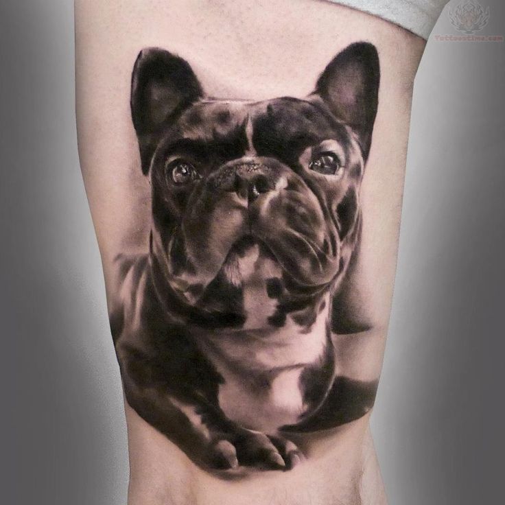 French Bull Dog Tattoo